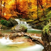 Obrazy i plakaty Autumn creek woods with yellow trees