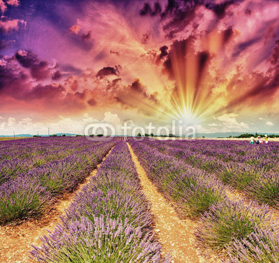 Lavender meadows in summer, Provence - France