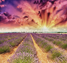 Naklejki Lavender meadows in summer, Provence - France