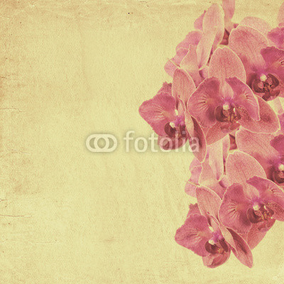 textured old paper background with magenta phalaenopsis