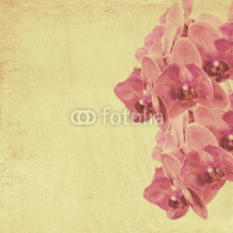 Fototapety textured old paper background with magenta phalaenopsis