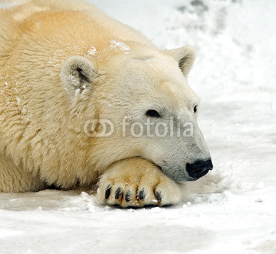 Polar bear in the winter in the north