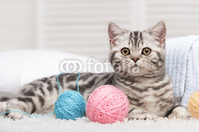 Cat with a ball of yarn