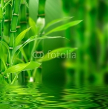 Fototapety Fresh bamboo