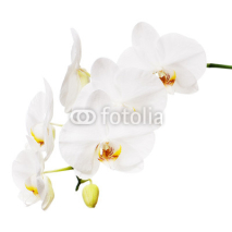 Naklejki White orchid isolated on white background.