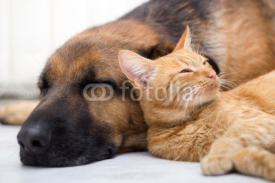 Naklejki cat and dog sleeping together