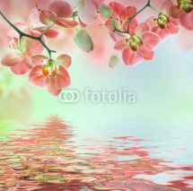 Obrazy i plakaty Floral background of tropical orchids