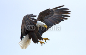 Naklejki Bald eagle