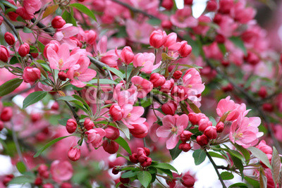 Spring apple flowers background
