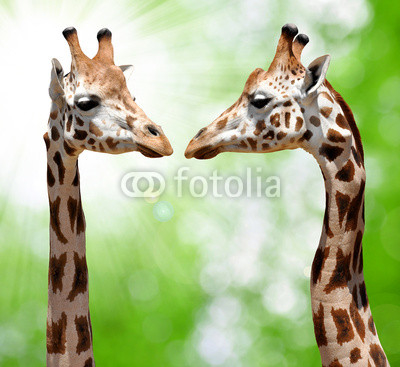 giraffes on natural green background
