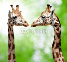 Naklejki giraffes on natural green background