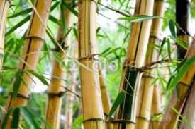 Obrazy i plakaty bamboo forest