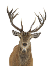 Naklejki Red deer portrait