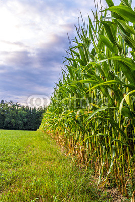 Corn field edge