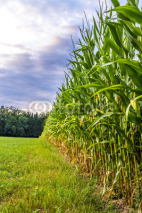 Naklejki Corn field edge