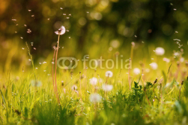 Fototapety spring dandelion