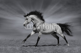 Fototapety Chestnut horse in motion