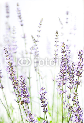 Lavender on white