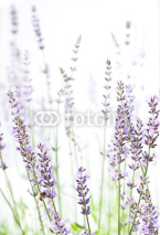 Fototapety Lavender on white