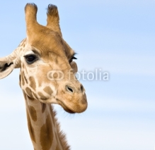 Naklejki close up of giraffe