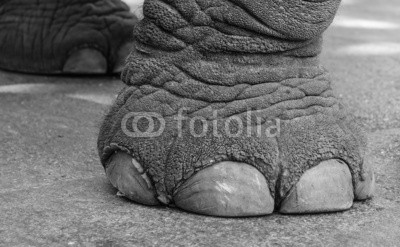 foot of elephant.