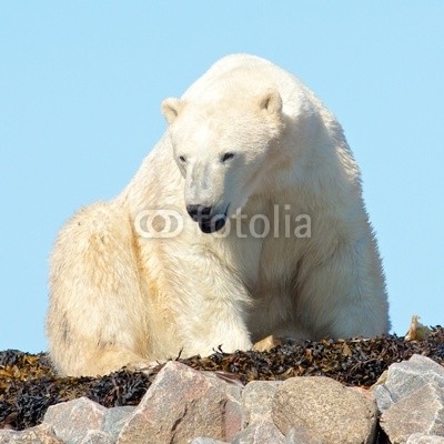 Waking Polar Bear on the rocks 2 LT WB