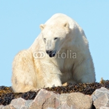 Obrazy i plakaty Waking Polar Bear on the rocks 2 LT WB