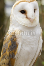 Fototapety Barn Owl