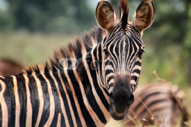 Naklejki Zebra in Akagera National Park in Rwanda