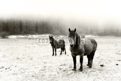winter landscape with two horses looking. Black and white
