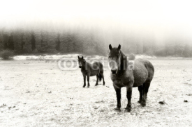 Fototapety winter landscape with two horses looking. Black and white