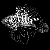 Naklejki Zebra Lionfish