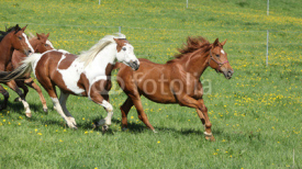 Naklejki Batch of beautiful horses running on pasturage