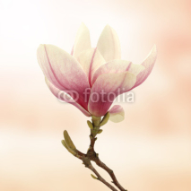 Naklejki magnolia