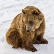 Naklejki Brown bear in the snow