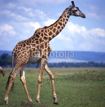 Naklejki Giraffe_114791