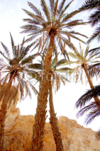 Fototapety Beautiful mountain oasis in Tunisia