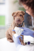 Fototapety  Shar Pei dog getting bandage after injury on his leg by a veter