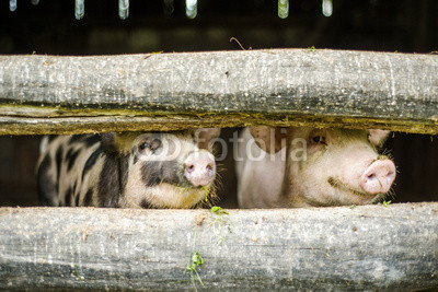 Cute pigs