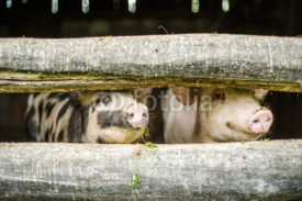 Fototapety Cute pigs
