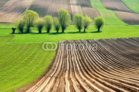 Fototapety Willows on fields, spring, trees green