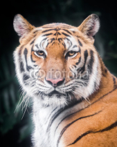Naklejki Portrait of tiger
