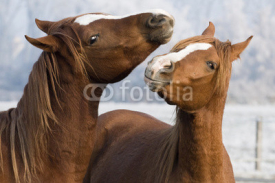 Fototapety horses play