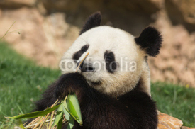 Naklejki panda géant 3