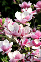 Naklejki Magnolia spring trees in bloom