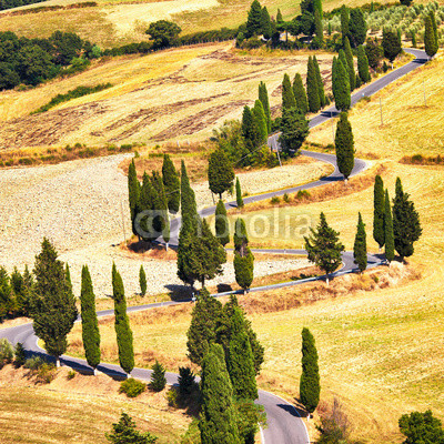 Cypress tree scenic road in Monticchiello, Tuscany, Italy.