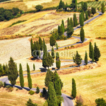 Fototapety Cypress tree scenic road in Monticchiello, Tuscany, Italy.