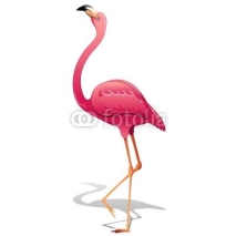 Obrazy i plakaty Pink Flamingo-Fenicottero Rosa-Vector