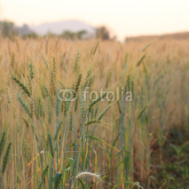 barley field of agriculture rural scene