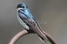 Naklejki Tree Swallow on a perch